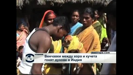 Венчавки между хора и кучета гонят духове в Индия