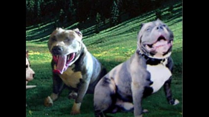Qki pitbuli 2009