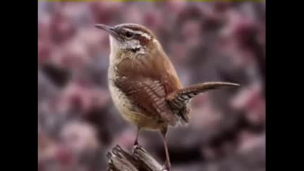 Amazon Rain Forest - Very relaxing music 
