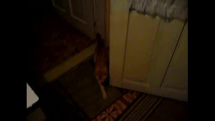 Котка Отваря Врата