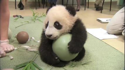 Бебе панда не си дава топката ^.^