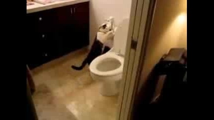 Вманиачена Мотивирана Котка