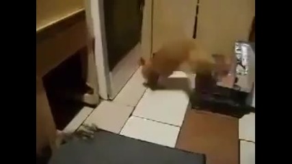 Опасна мишка атакува котка.
