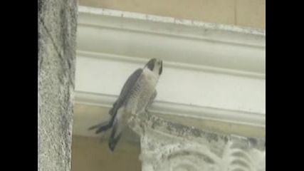 Falco Peregrinus - Сокол Скитник