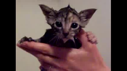 Коте което Не Е щастливо 
