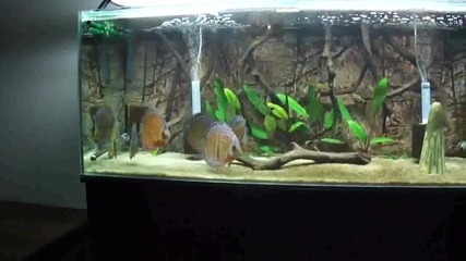 диви дискуси курипера 2/3