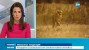 ТРЕВОЖНА ТЕНДЕНЦИЯ: Гепардите са застрашени от изчезване повече от всякога