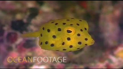 Yellow Boxfish