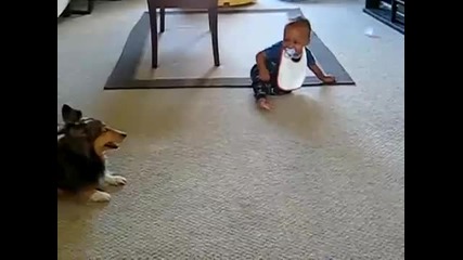 Куче си играе с бебе 