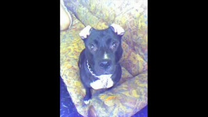Pitt Bull - Рая