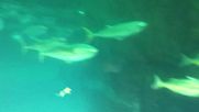 Акули плуват заедно с други морски обитатели в Аквариума на двата океана в Кейп Таун