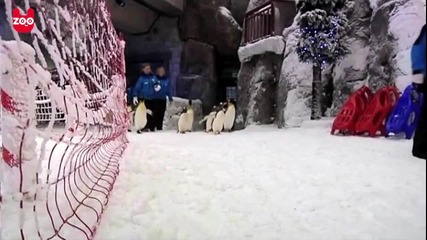 Пингвини в Дубай :)