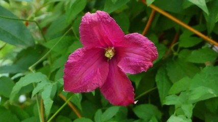 Ernesto Cortazar - Amazed By Beauty - Sonoma Horticultural Nursery - Beautiful Flowers