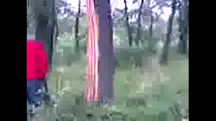 Дърво ударено от гръм