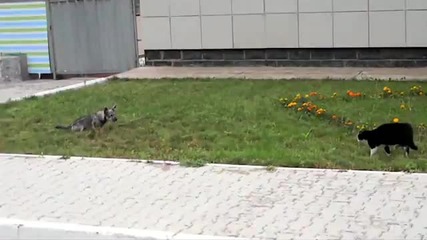Истински Екшън Между Котка И Куче