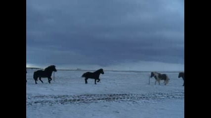 Horses