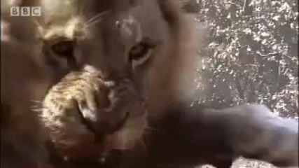Lion fight! - Pride - Bbc animal drama 
