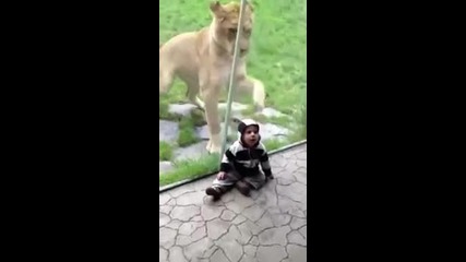 Лъв се опитва да изяде бебе :d