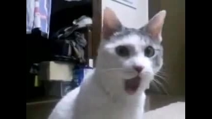 Котка Психопат Влиза в Ритъм