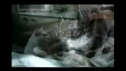 Funy cats 