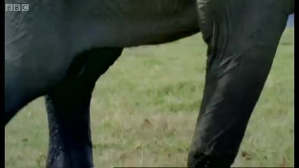 Elephant mating, fighting & pregnancy - Animals The Inside Story - Bbc