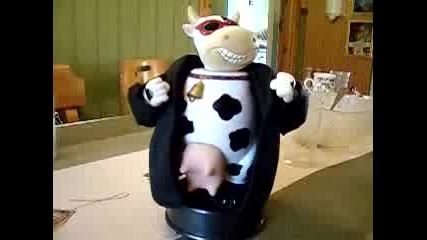 Крава си показва вимето :):):)