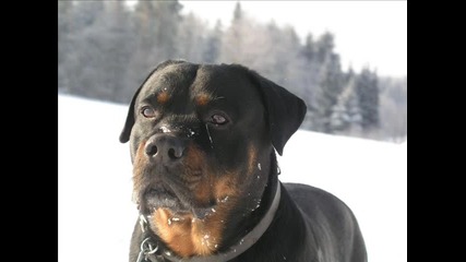 Rottweiler