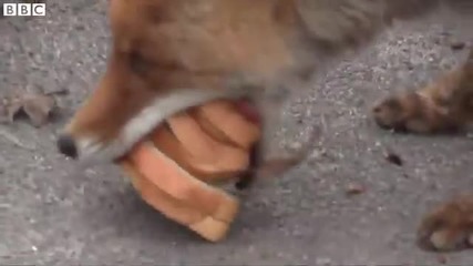 Лисица в Чернобил си прави сандвич с бекон