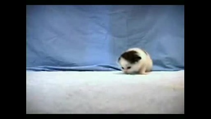 Small Cute Kitten 2 