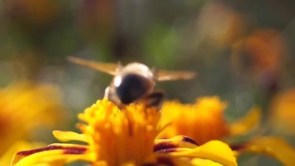 Macro video test sony a58 Sony 18-55mm f3 5 5 6 Dt Sam Ii - (resolution720p-mp4)