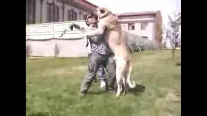 Най - голямото куче във света ! Огромен Кангал