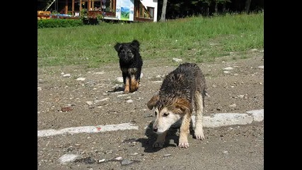 кучета 