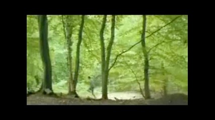 Fly Invasion