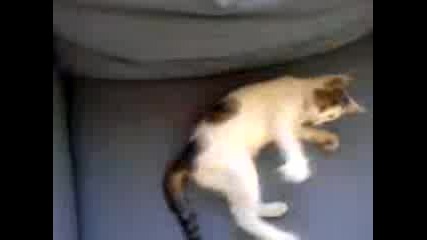 Игриво Коте