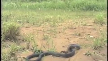 змия срещу змия