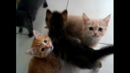 Сладки котенца чакат вечеря