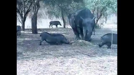 Носорог размазва диво прасе