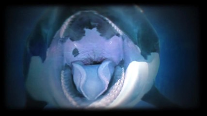 You Cant Trust A Killer Whale - Не вярвай на кит 