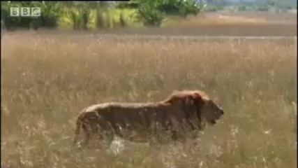 Lion cubs swim away from danger - Bbc wildlife 