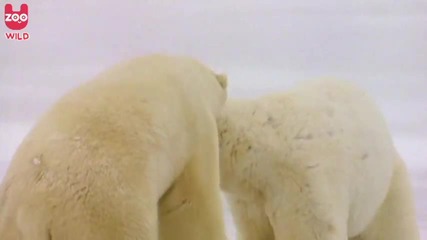 Танцът на белите полярни мечоци.