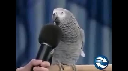 Папагала имитира всички възможни животни, гледайте и се забавлявайте 