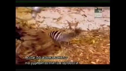 Нумбат - Спасяване на австралийските животни (2004)