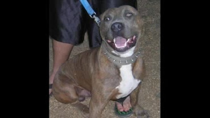 Pitbull 