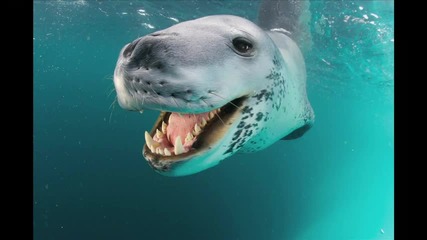 Face - Off With a Deadly Predator 