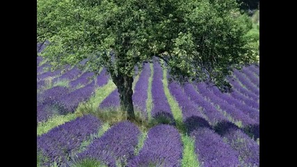 Marillion - Lavender 