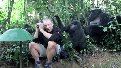 Първа среща на горили с чоек