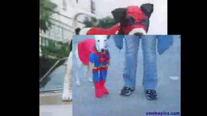 Смешни Снимки С Кучета 18