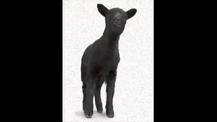 Black Sheep - Gimme The Finga 