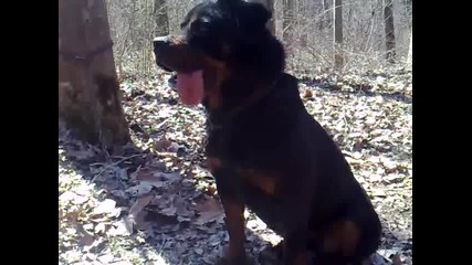 Къса каишката Ротвайлера/rottweiler