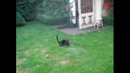 вижте котката как скочи заради една муха :d 